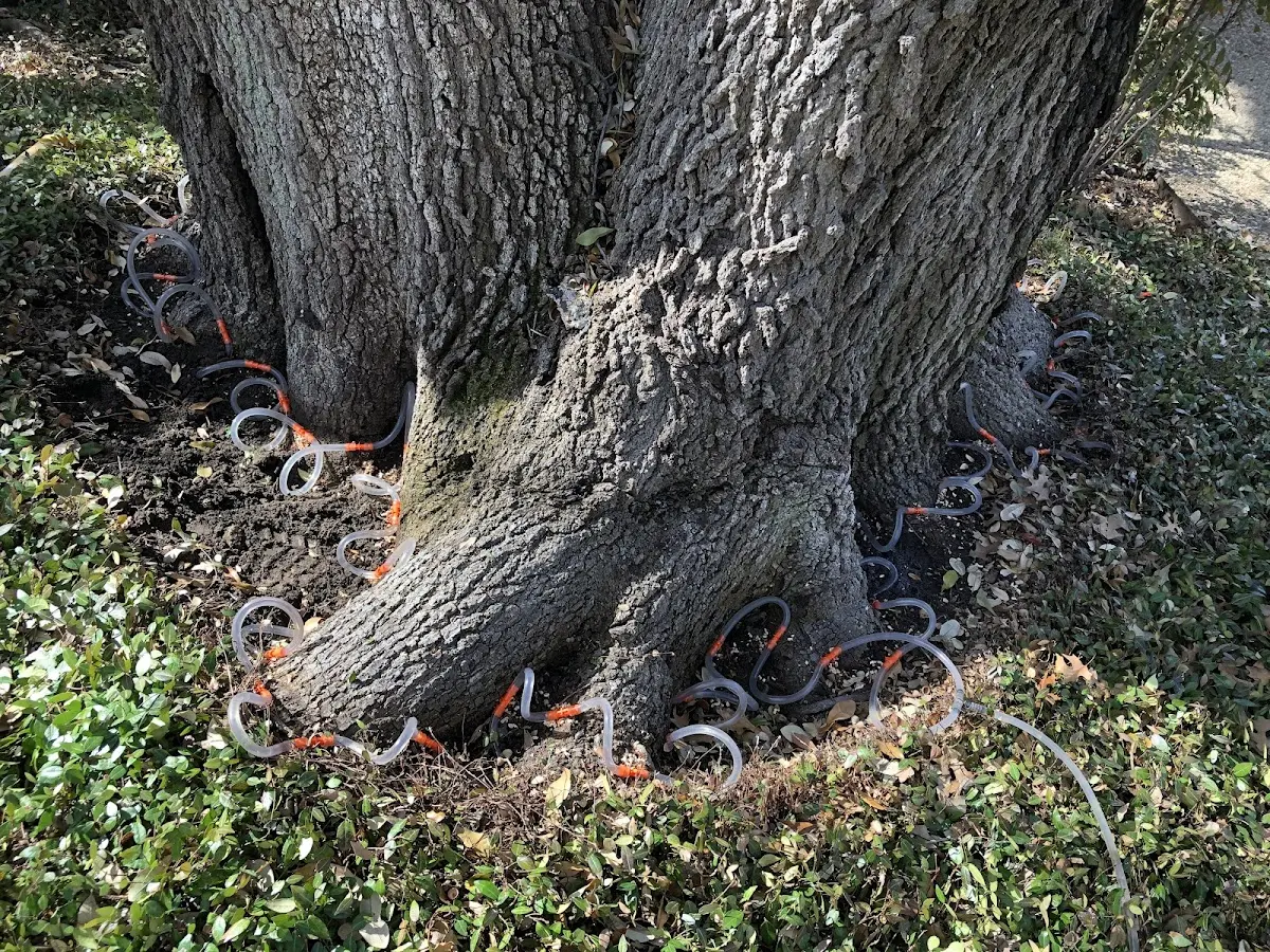 Detailed Tree Cabling and Bracing job site in Elm Mott
