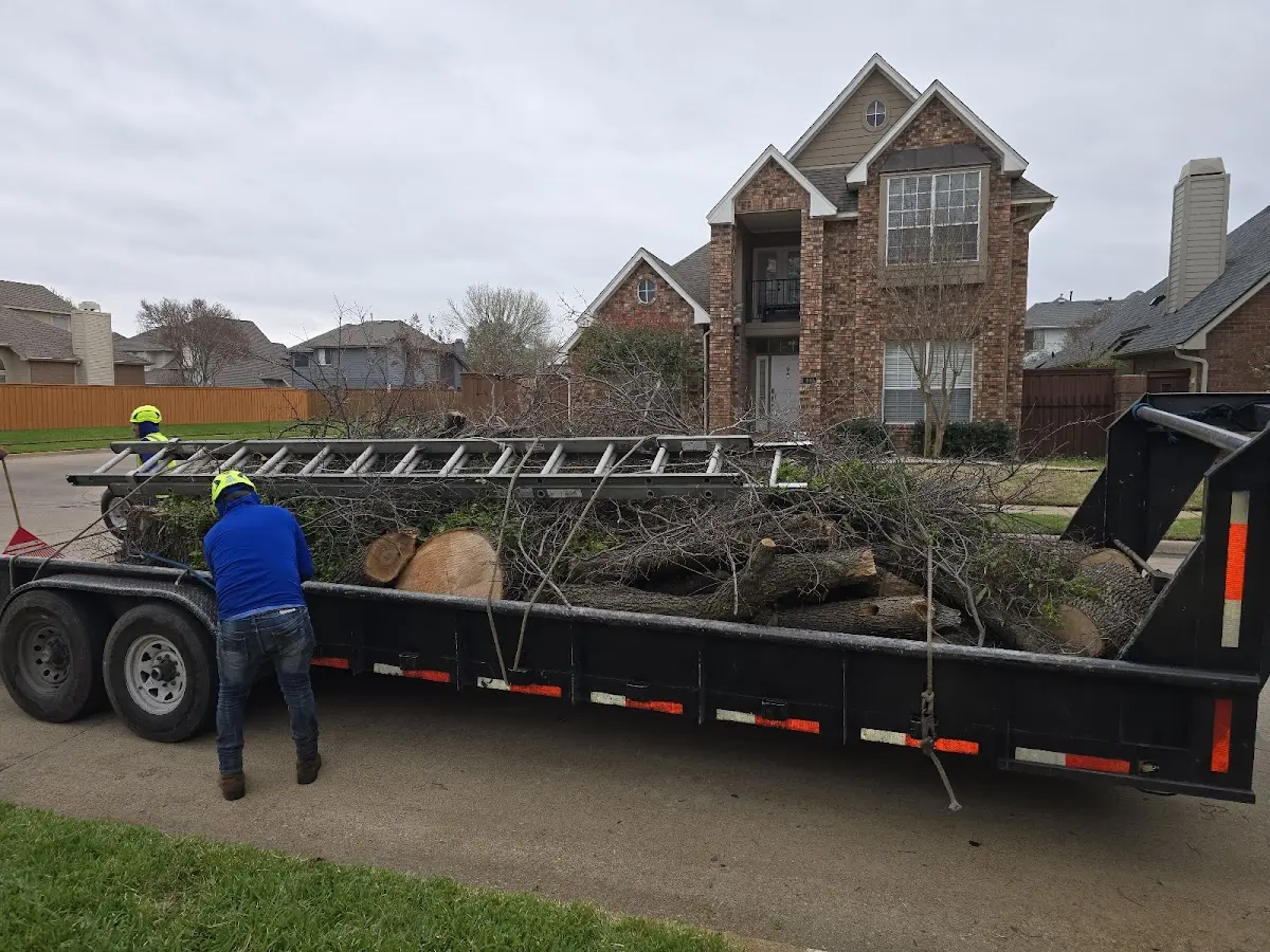 Expert Tree Removal with proper safety equipment in Elm Mott